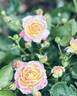 Chaleur rose photo