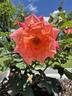 Granada rose photo