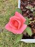 Tropicana rose photo