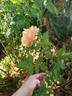 About Face ™ rose photo