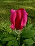 Perfume Delight rose photo