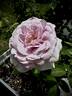 Blue Moon rose photo