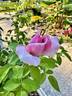Blue Moon rose photo