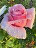 Blue Moon rose photo