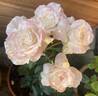 Titanic rose photo