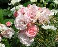 Rose Blush ® rose photo