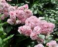 Rose Blush ® rose photo