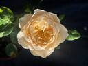 Troilus rose photo