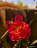 Dora Anderson rose photo