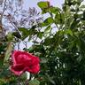 Easy Fashion rose photo