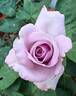Paulè rose photo