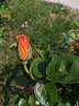 Bill Reid rose photo