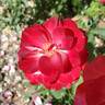 White Lies rose photo
