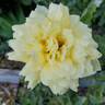 New Day rose photo