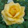 Golden Masterpiece rose photo