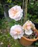 Irène Watts rose photo