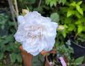 Irène Watts rose photo