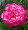 Atlas ® rose photo