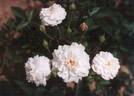 Little White Pet rose photo