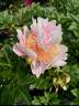 Agnes Mary Kelway peony photo