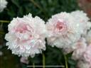 Reine Hortense peony photo