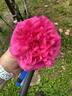 Laguna ® rose photo