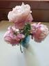Cathedral Bells rose photo