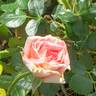 Compassion rose photo