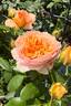 Born Free rose photo