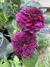 Deep Secret rose photo