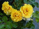 Peter’s Persica rose photo