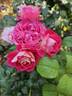 Centenaire de l'Haÿ-les-roses ® rose photo