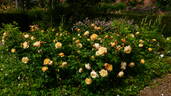 Roald Dahl rose photo