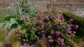 Young Lycidas rose photo