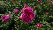 Young Lycidas rose photo