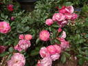 Walferdange rose photo