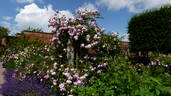 The Generous Gardener rose photo