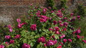 Lady of Megginch rose photo