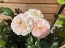 Titanic rose photo