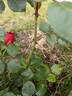 Canadian Shield™ rose photo