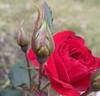 Canadian Shield™ rose photo