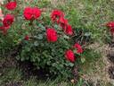 Canadian Shield™ rose photo