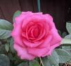Mondiale ® rose photo