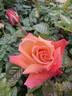 Troika ® rose photo