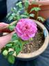 Santa Rosa rose photo