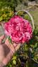 Colibri Farbfestival rose photo
