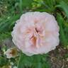 Princesse Charlène de Monaco rose photo