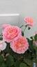 Eustacia Vye ™ rose photo