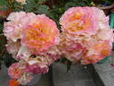 LandLust rose photo