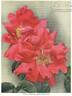 Scorcher rose photo